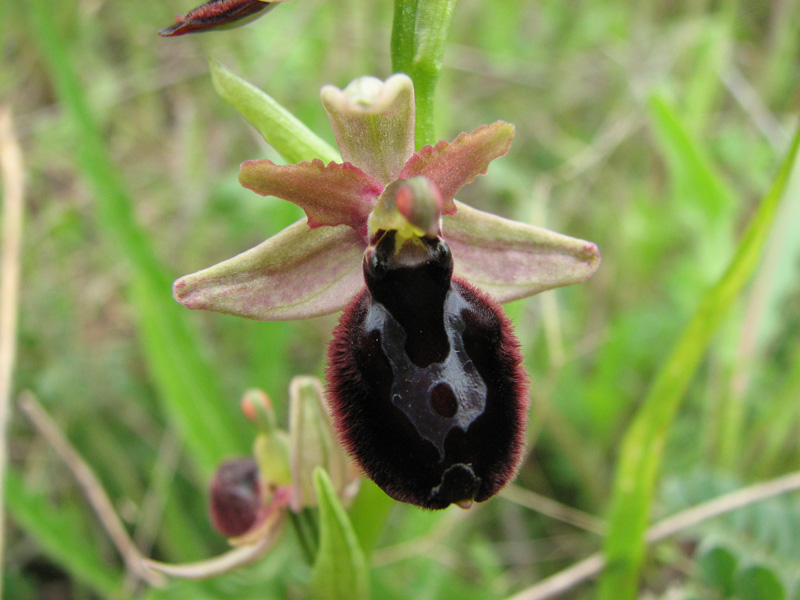 Neotinea tridentata